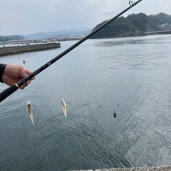香住東港:さらば二代目シロギスタ