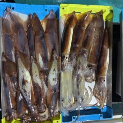 今年4回目イカメタル釣行