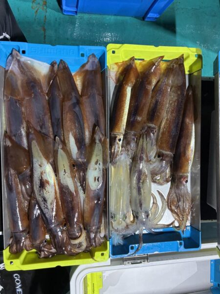 今年4回目イカメタル釣行