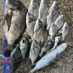 穴水町フカセチヌ釣り