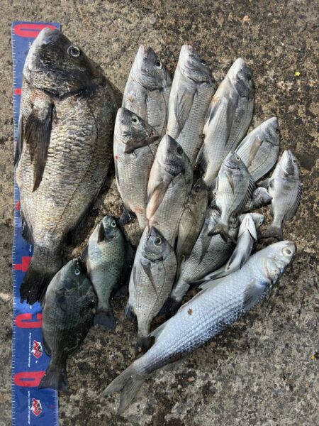 穴水町フカセチヌ釣り