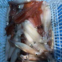 ぼちぼち釣れたマイカ