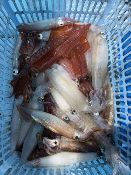 ぼちぼち釣れたマイカ