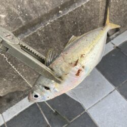 ライトカゴ釣りで