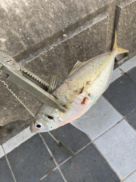 ライトカゴ釣りで