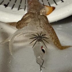 ヒイカ釣りなんだけど