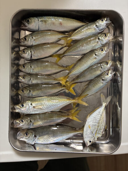 今年初サビキ