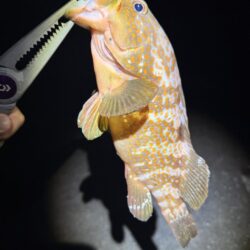 アコウ現る