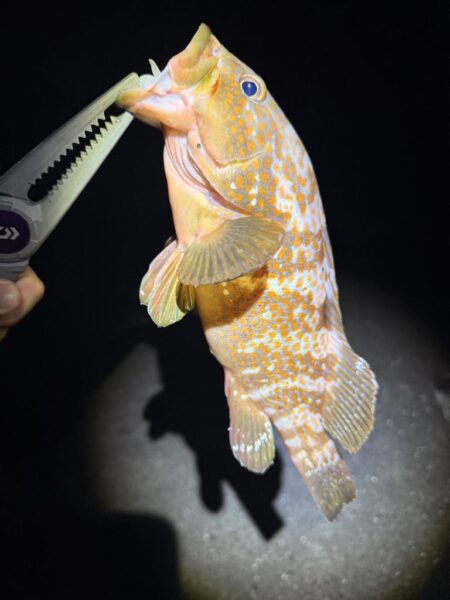 アコウ現る