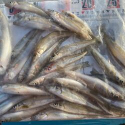 久々の釣り場でシロギスポロリ