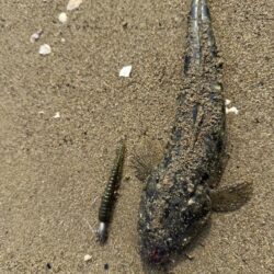 マゴチ釣り