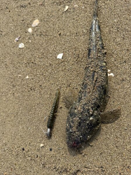 マゴチ釣り