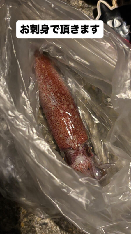 ケンサキイカを求めて