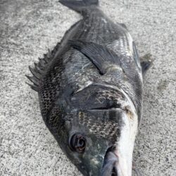 雨の中チヌ釣れました