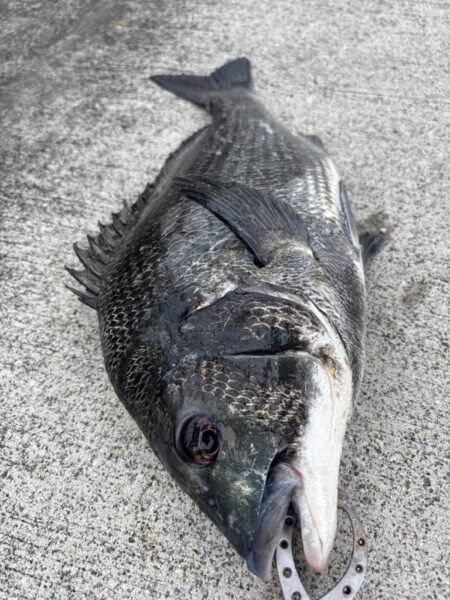 雨の中チヌ釣れました
