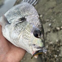 浦上川釣行