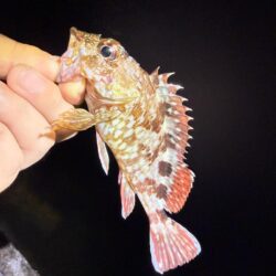 暑くて釣りに行く気がしない。の巻