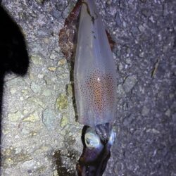 釣れました