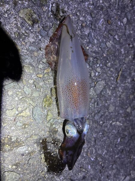 釣れました