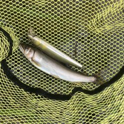 県北アユイング短時間釣行(2)