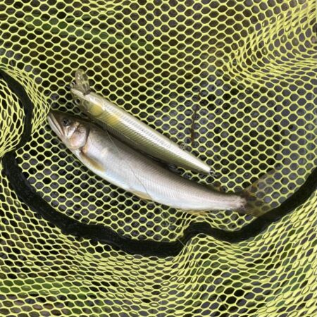 県北アユイング短時間釣行(2)