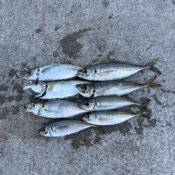 夏の漁港釣り
