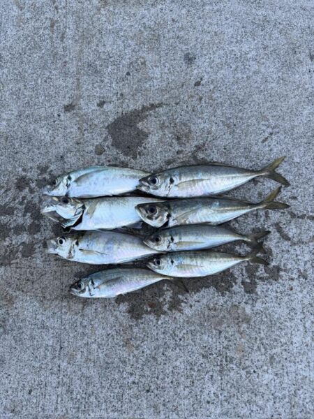 夏の漁港釣り