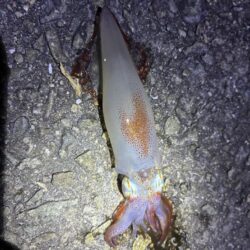 釣れました^_^