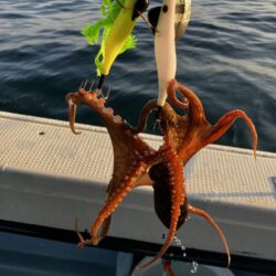 今季初船タコ