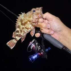 アジ探しが転じてイカ釣査