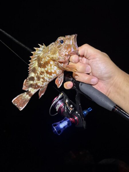 アジ探しが転じてイカ釣査
