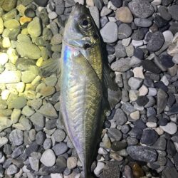 アジはまだ釣れるのか