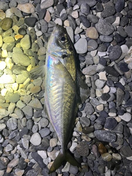 アジはまだ釣れるのか