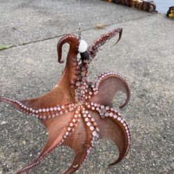 タコ