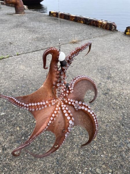 タコ