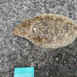 サビキからの、、