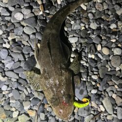 イネゴチ当たり年？