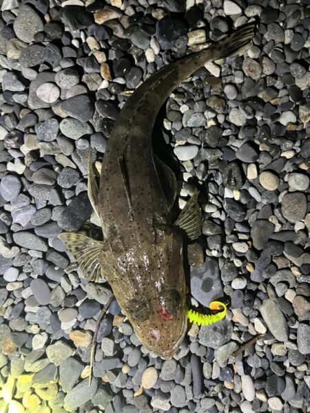 イネゴチ当たり年？
