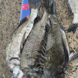 穴水町フカセ釣り
