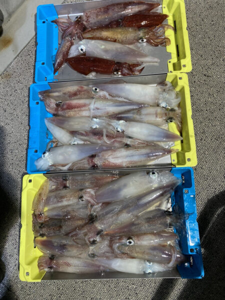 イカメタル上向きです