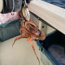 日に日に大きくなってます