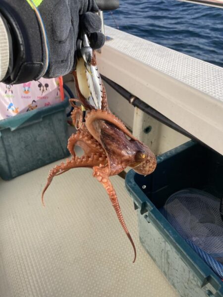 日に日に大きくなってます