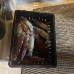 鳥取イカメタル