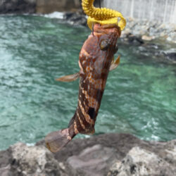 ロックフィッシュ