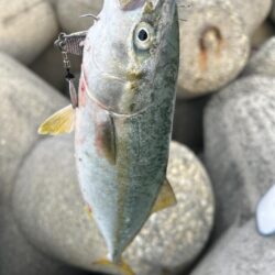 ツバスかぁー
