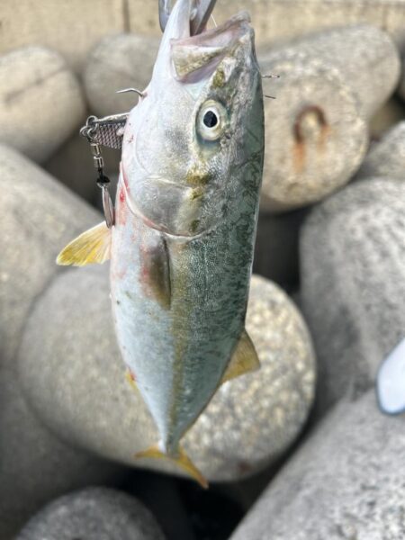 ツバスかぁー
