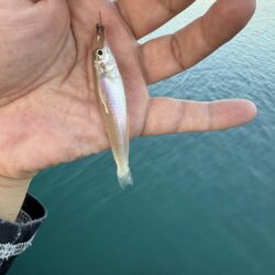 福井キス釣査