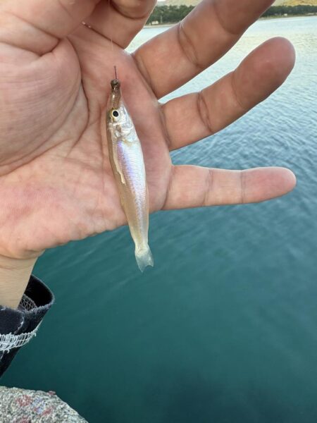 福井キス釣査