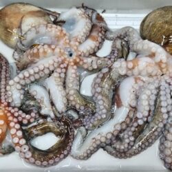 まだまだこれから！激渋でも潮が動けば連発し…