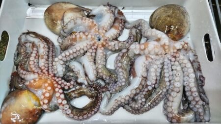 まだまだこれから！激渋でも潮が動けば連発し…